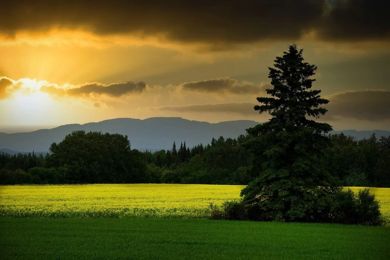 Feld Baum Sonnenuntergang